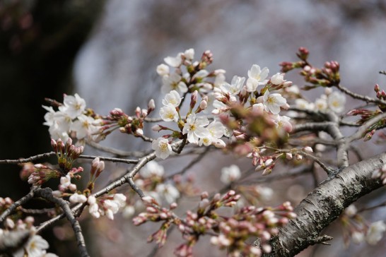 田川市丸山公園　桜の開花